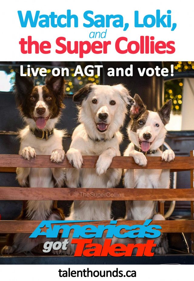 Check out our exclusive behind the scenes video with Sara and adorable Puppy Loki of the Super Collies. Watch them live next Tuesday on America's Got Talent and PLEASE VOTE!