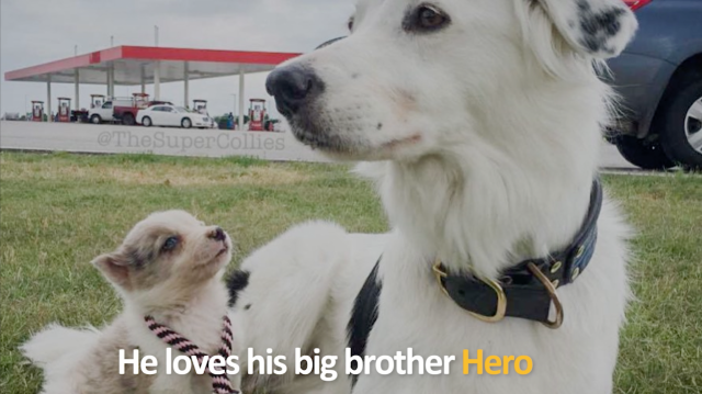 Hero and Puppy Loki- the Super Collies from AGT