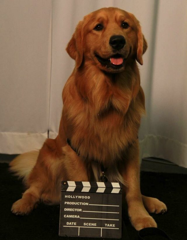 Jaxson the Celebrity Golden Retriever