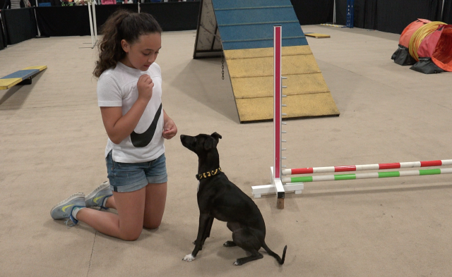 Jr Dog Trainer Jordan and her Puppy doing agility and showing focus
