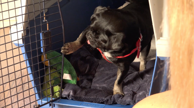 Kilo closing his own crate as he loves it.