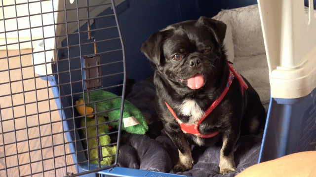 Kilo in his Crate Screen Shot 2017-09-07 at 11.37.24 AM