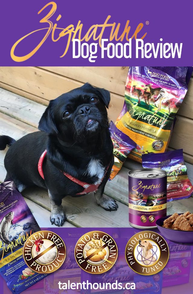 Kilo the Pug waiting (im)patiently for some Zignature Dog Food- Product Review #sponsored