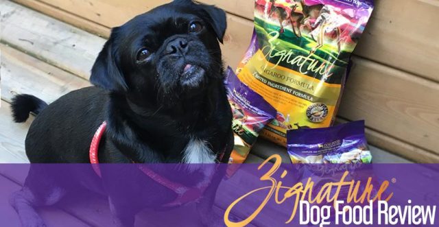 Kilo the Pug waiting (im)patiently for some Zignature kibble- product review