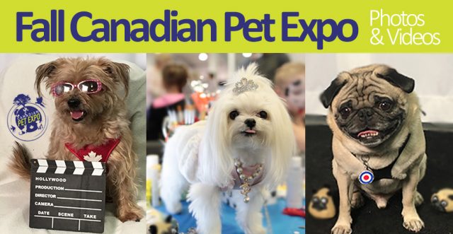 Photos and videos from Fall Canadian Pet Expo
