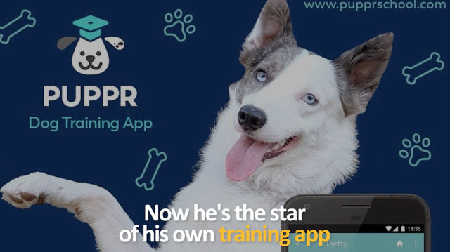 Puppy Loki and his training app