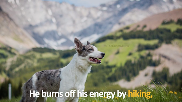 Puppy Loki burns off energy hiking