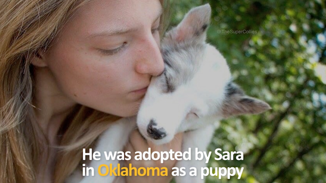 Puppy Loki was adopted by Sara