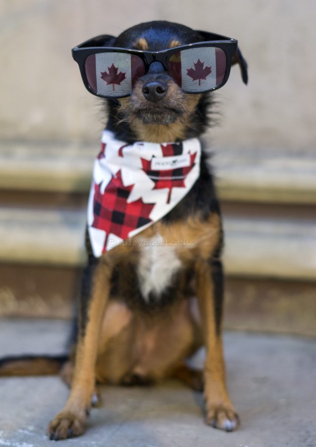 Talent Hounds Canada 150- adorable Tilley