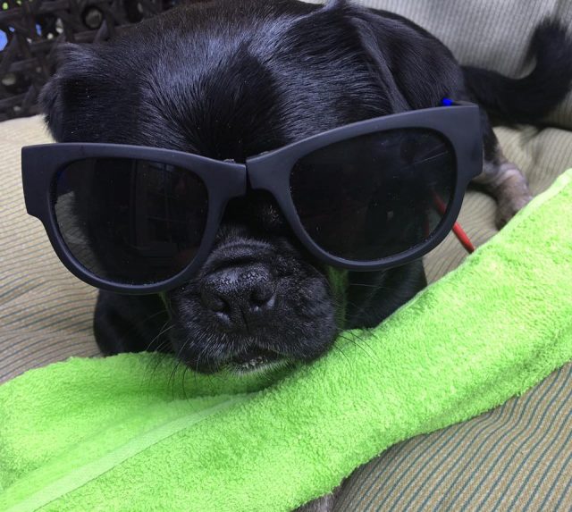 Kilo looking cool in his Subaru Sun Glasses