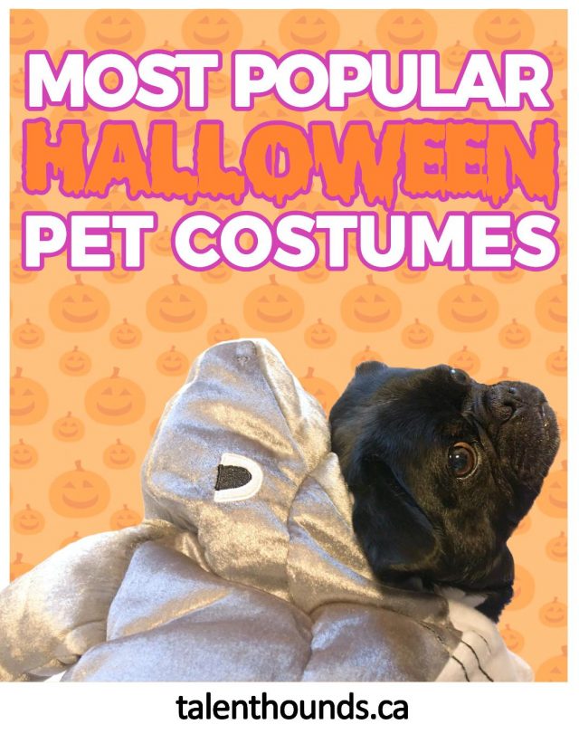 Check out the Most Popular Halloween Costumes for Pets in 2017