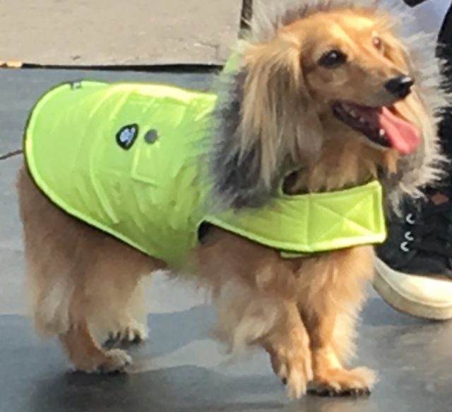 Fashion show wiener at Park and Bark