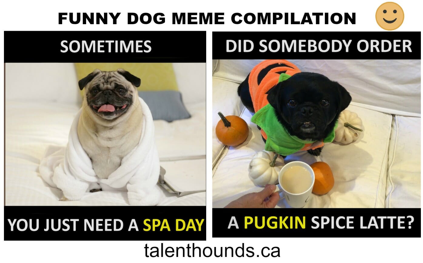 Try Not to Laugh at this Funny Dog Meme Compilation Video - Talent Hounds
