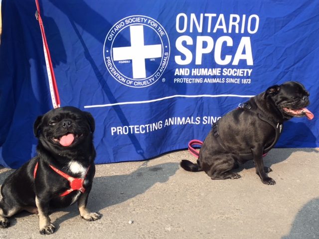 Kilo and Edie the Pugs at OSPCA booth at Park and Bark
