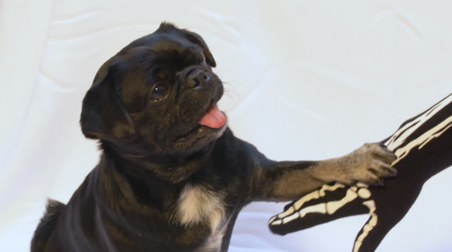 Kilo the Pug pawing a skeleton hand- Tricks for Treats on Halloween