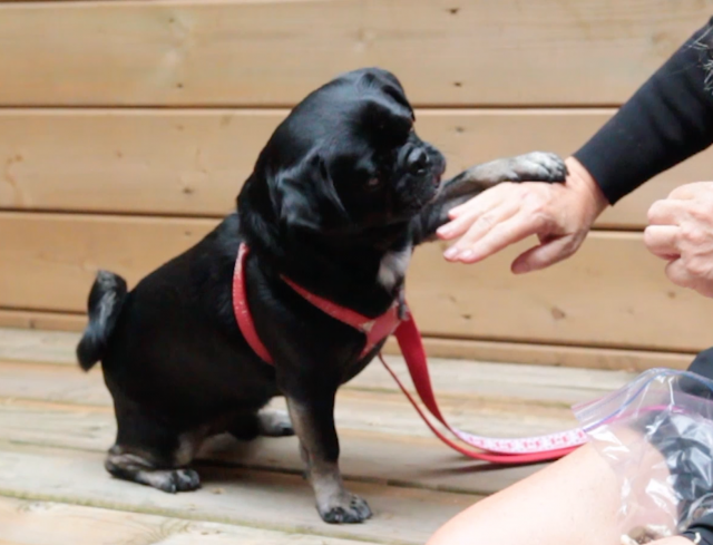 Kilo the Pug pawing my right hand for a treat