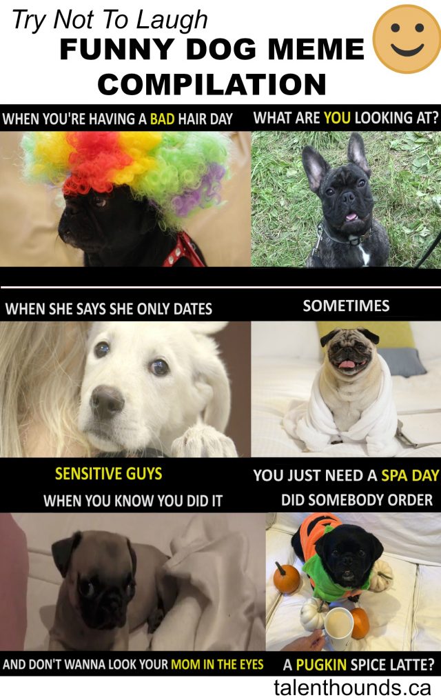 Try not to laugh at this new funny dog meme compilation from Talent Hounds #LOL