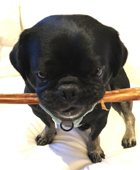 A very happy Kilo the Pug with his Bullwrinkles Bully Stick