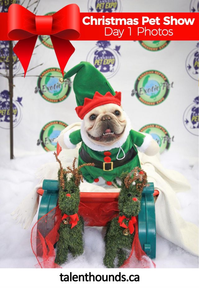 Check out the fabulous photos from Canadian Christmas Pet Expo 2017 Day 1 in TO