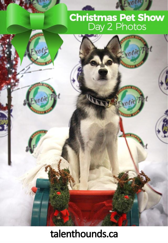 Check out the fabulous photos from Christmas Canadian Pet Expo 2017 Day 2