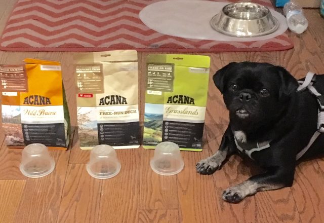 Kilo the Pug taste testing samples of Acana kibble