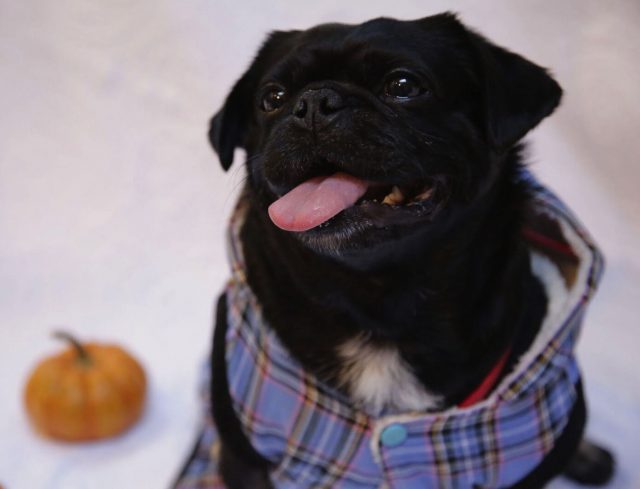 Kilo the Pug trying new fall jacket