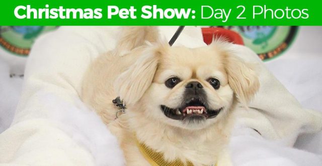 Photos from Christmas Canadian Pet Expo 2017 Day 2 Feature