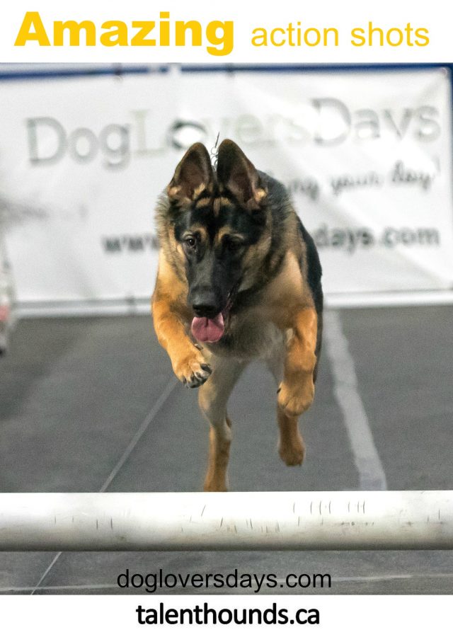 Amazing action shots on Dog Lovers Days Lure Course will make you want to try it featuring German Shepherd #sponsored