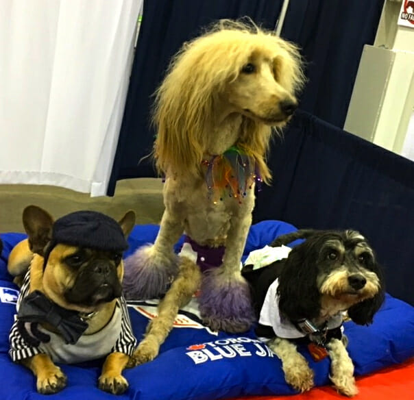 Celebrity dogs Mr.Marcel, Lucy-and-Wheeler-posing-at-booth-at-the-Canadian-Pet-Expo