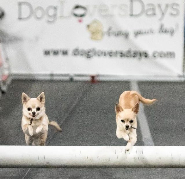 Chihuahuas jumping on Dog Lovers Days Lure Course