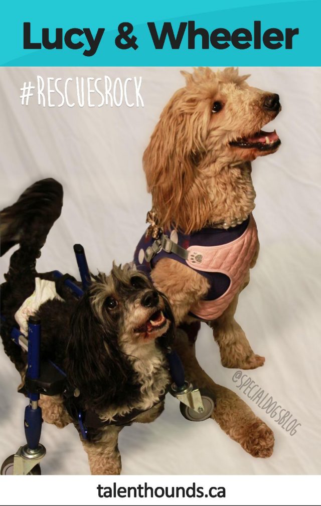 How to find hope with Lucy and Wheeler the special rescue dogs #rescuesrock