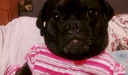 Valentine's Dog Contest black pug in pink shirt
