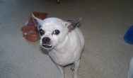 Valentines Contest Photo small dog with angry teeth