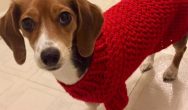 Valentines Contest Photo Little red sweater dog