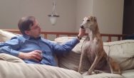 Valentine's Dog Contest man petting gray hound