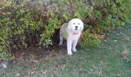 Valentine's Dog Contest white dog in bushes