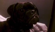 Valentine's Dog Contest angry black pug