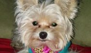 Valentine's Dog Contest cream yorkie