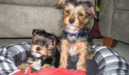 Valentines Contest Photo two yorkie puppies