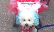 Valentines Contest Photo white poodle in a tutu