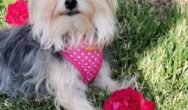 Valentines Contest Photo Flower dog