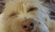 Valentine's Dog Contest white dog wincing