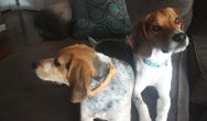 Valentine's Dog Contest two beagles