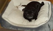 Valentine's Dog Contest black pug in bed