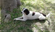 Valentine's Dog Contest black and white dog lying in grass