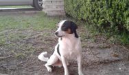 Valentine's Dog Contest black and white dog sitting in dirt