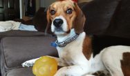 Valentines Contest Photo beagle and its toy