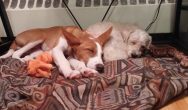 Valentine's Dog Contest corgie and poodle sleeping