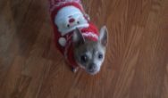 Valentine's Dog Contest little dog in christmas sweater