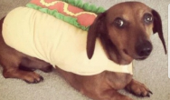 Valentine's Dog Contest wiener dog in hotdog costume